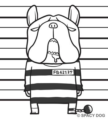 French Bulldog Prisoner